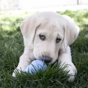 Kong Puppy S Kong Puppy S