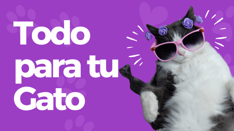Gatos